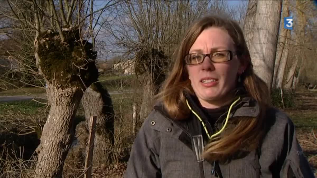 Les frênes tétards du Marais Poitevin sont malades, attaqués par la chalarose.