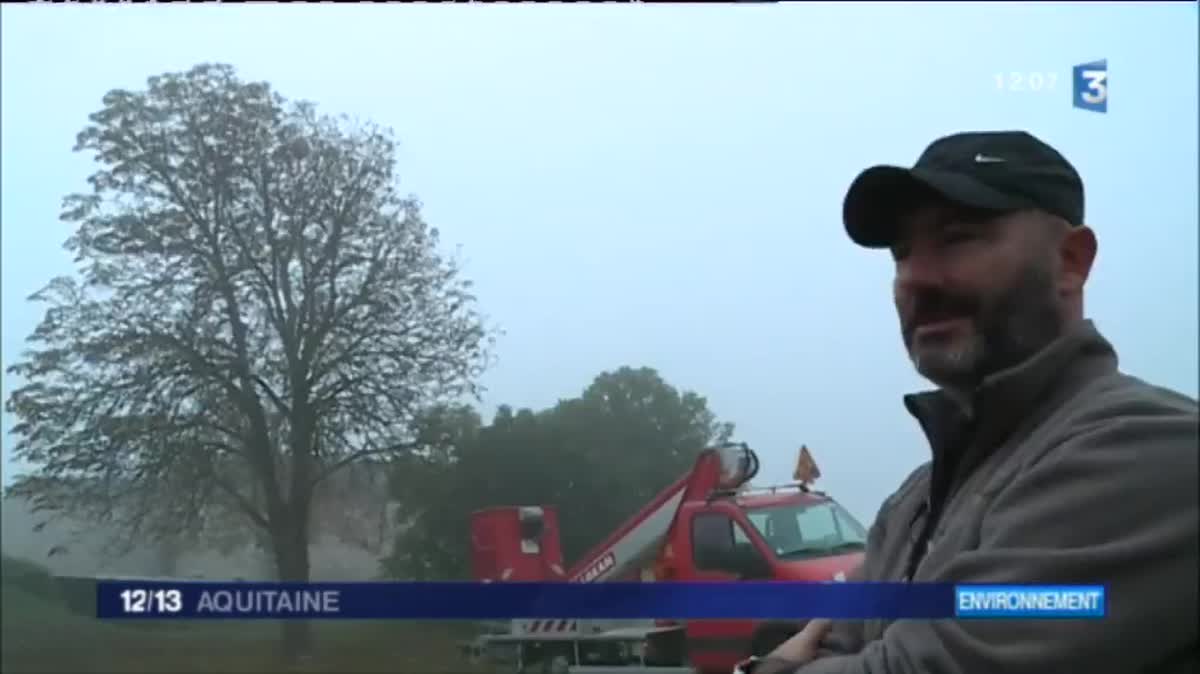 Un frelon asiatique en Gironde, en 2008. 