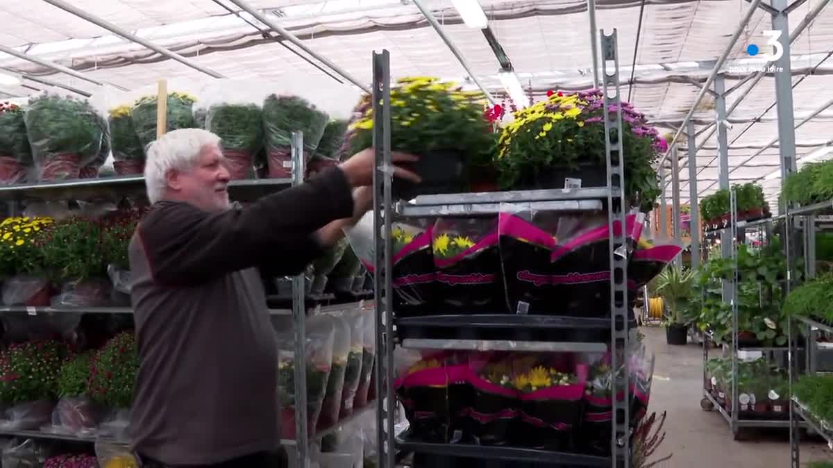 Avec la chaleur automnale, les chrysanthèmes sont en retard de la floraison