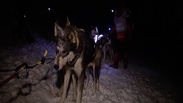 Réveil glacé pour les chiens et les mushers après une nuit dehors à 2000 mètres d'altitude. 