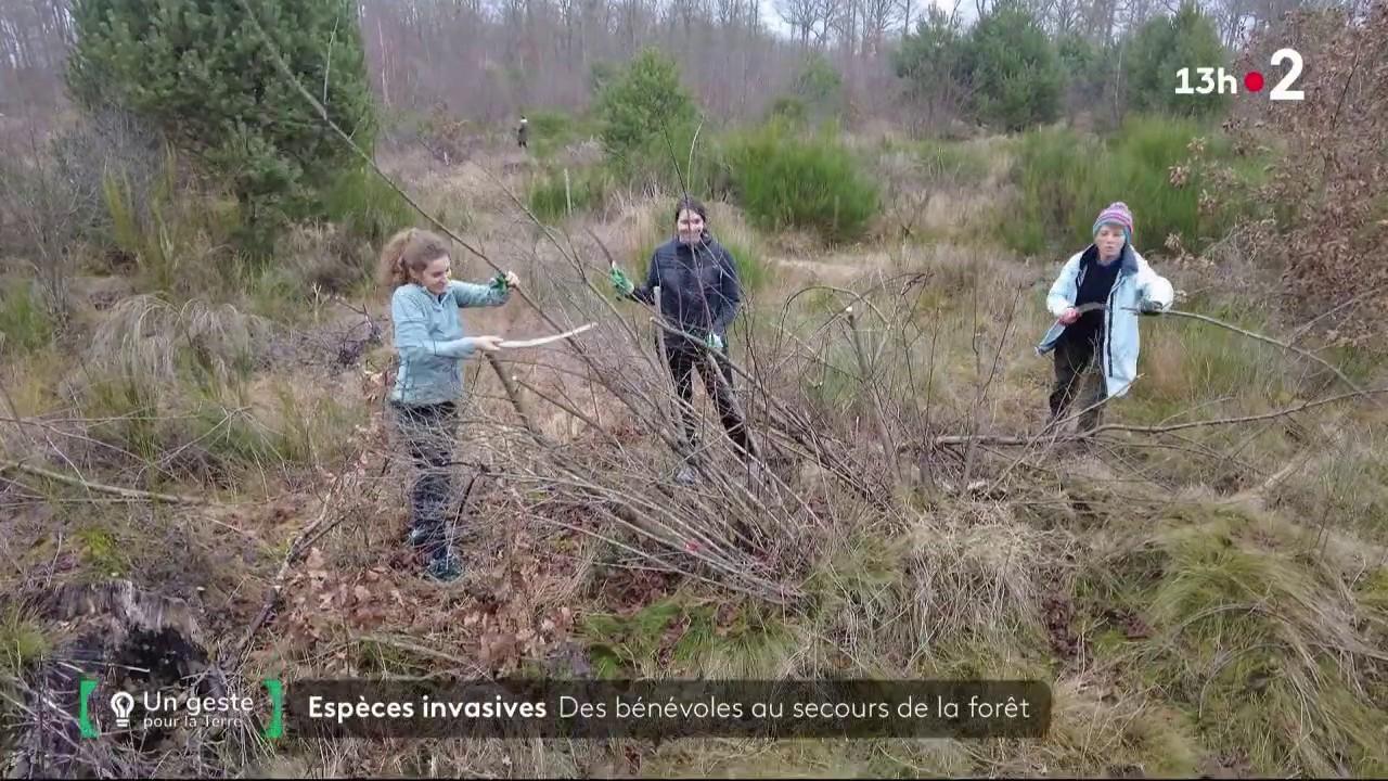 Environnement : à Fontainebleau, des bénévoles tentent de sauver la forêt des espèces invasives