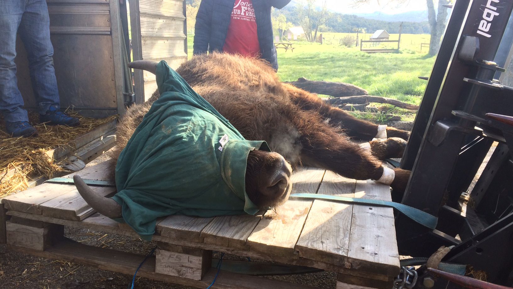 Bison mâle âgé de 2 ans, pesant 350 kilos. Il a été capturé dans la réserve de Thorenc (Alpes-Maritimes), le 3 mai 2017