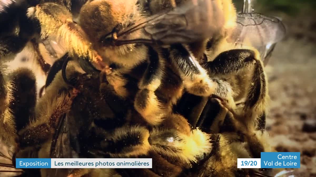 Les 100 plus belles photos animales de l'année sont exposées à Bourges