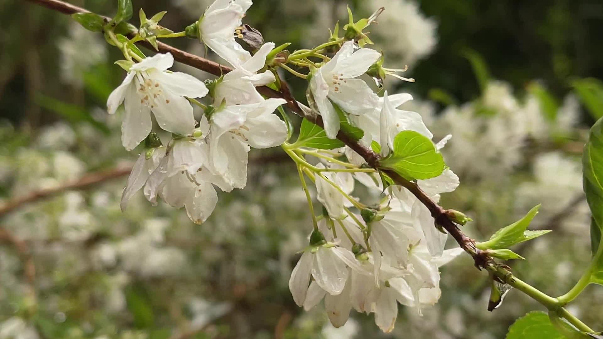 Nature : combien d'espèces de végétaux connaissez-vous ?