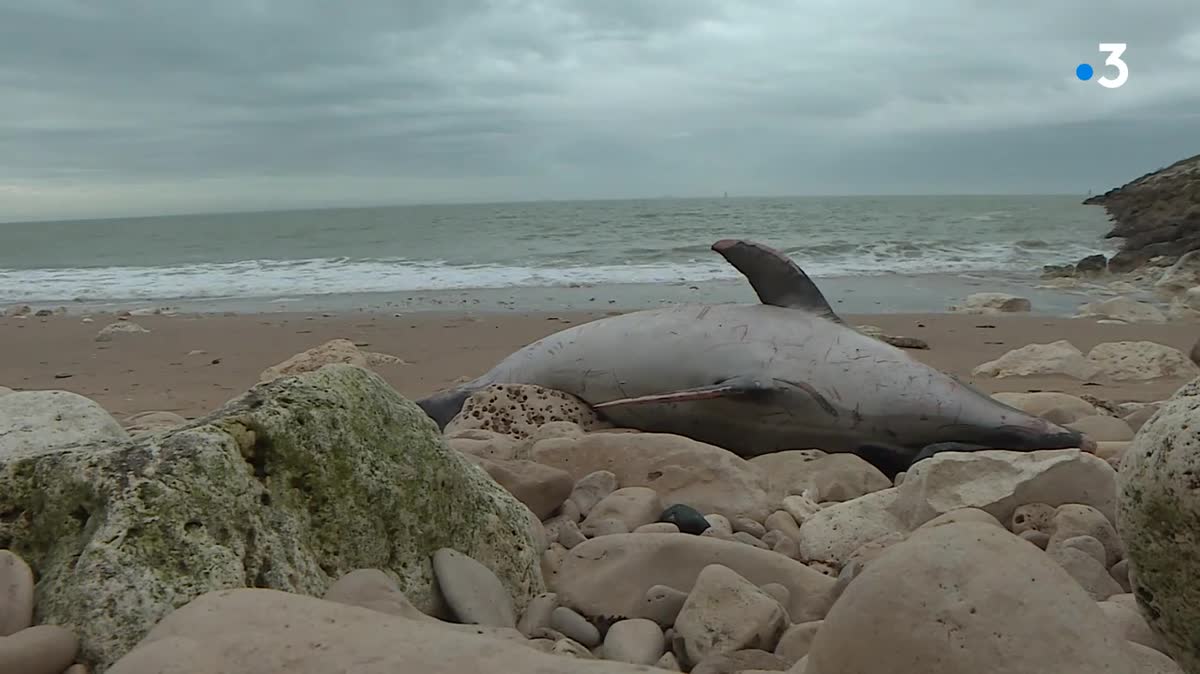 Un dauphin mort sur la plage de Bois-Plage sur l'île de Ré