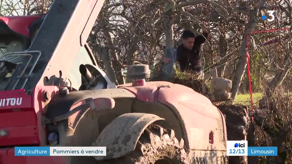 À l'arrivée des clients, les arbres sont déplantés et mis dans les véhicules. Le Chauchet (Creuse), le mardi 26 décembre 2023.