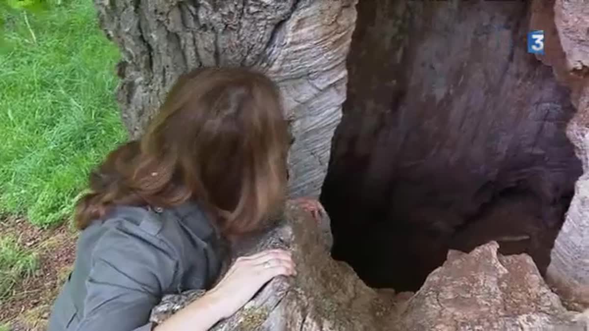 Chêne pédonculé appelé "Chêne de Sully" de 7,20m de circonférence et d'une hauteur de 30m environ. Une branche impressionnante est tombée, le tronc a un trou béant mais il est toujours aussi vigoureux.