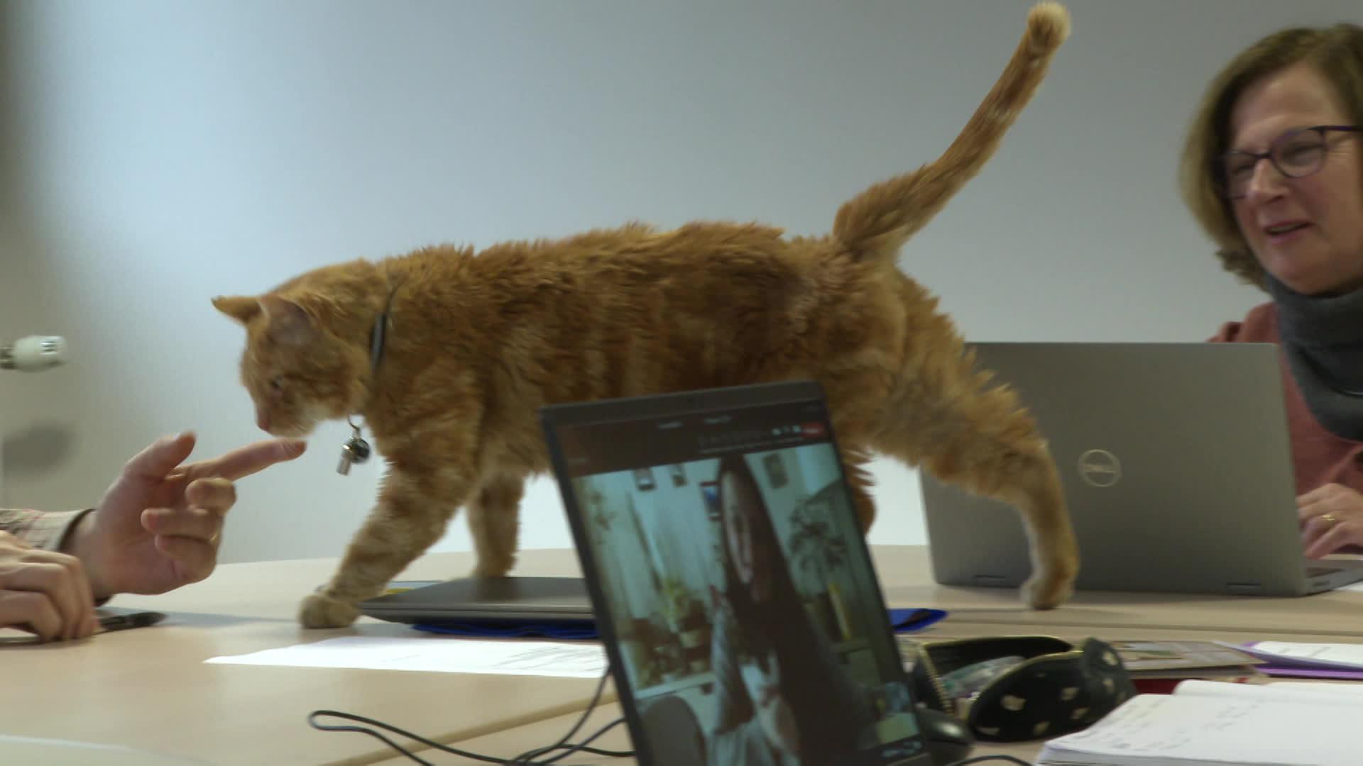 Travail : ces entreprises qui adoptent un chat