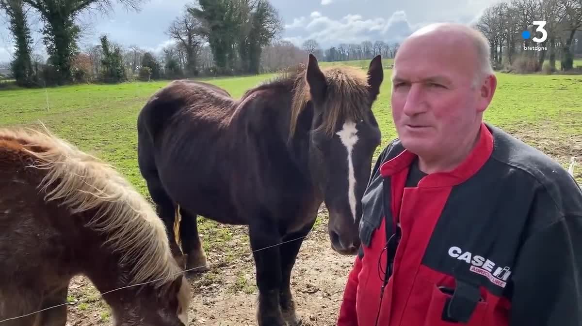 C'est la fierté de Joël Le Deit, une pouliche de 3 ans et déjà  950 kilos. Elle est partie hier soir avec 11 autres chevaux de trait bretons au Salon International de l'Agriculture à Paris.