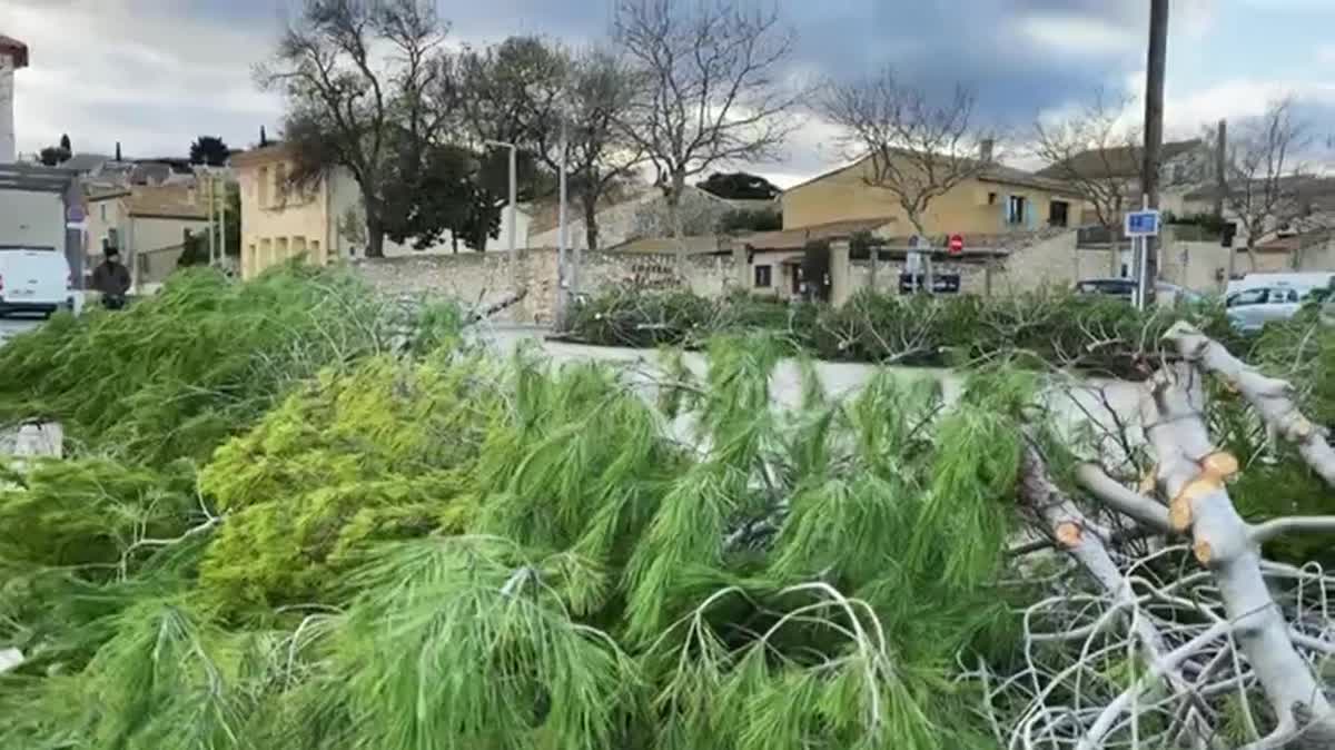 Dans l'Aude, 150 pins d'Alep sont coupés. Ils seront offert comme sapins de Noël à la population.