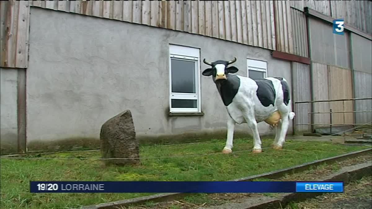 Anne-Laure Tacca, éleveuse de vaches laitières à Bruyères (Vosges), a choisi, par souci de transparence, d'abattre 65 de ses animaux pour éviter toute contagion de la besnoitiose bovine.