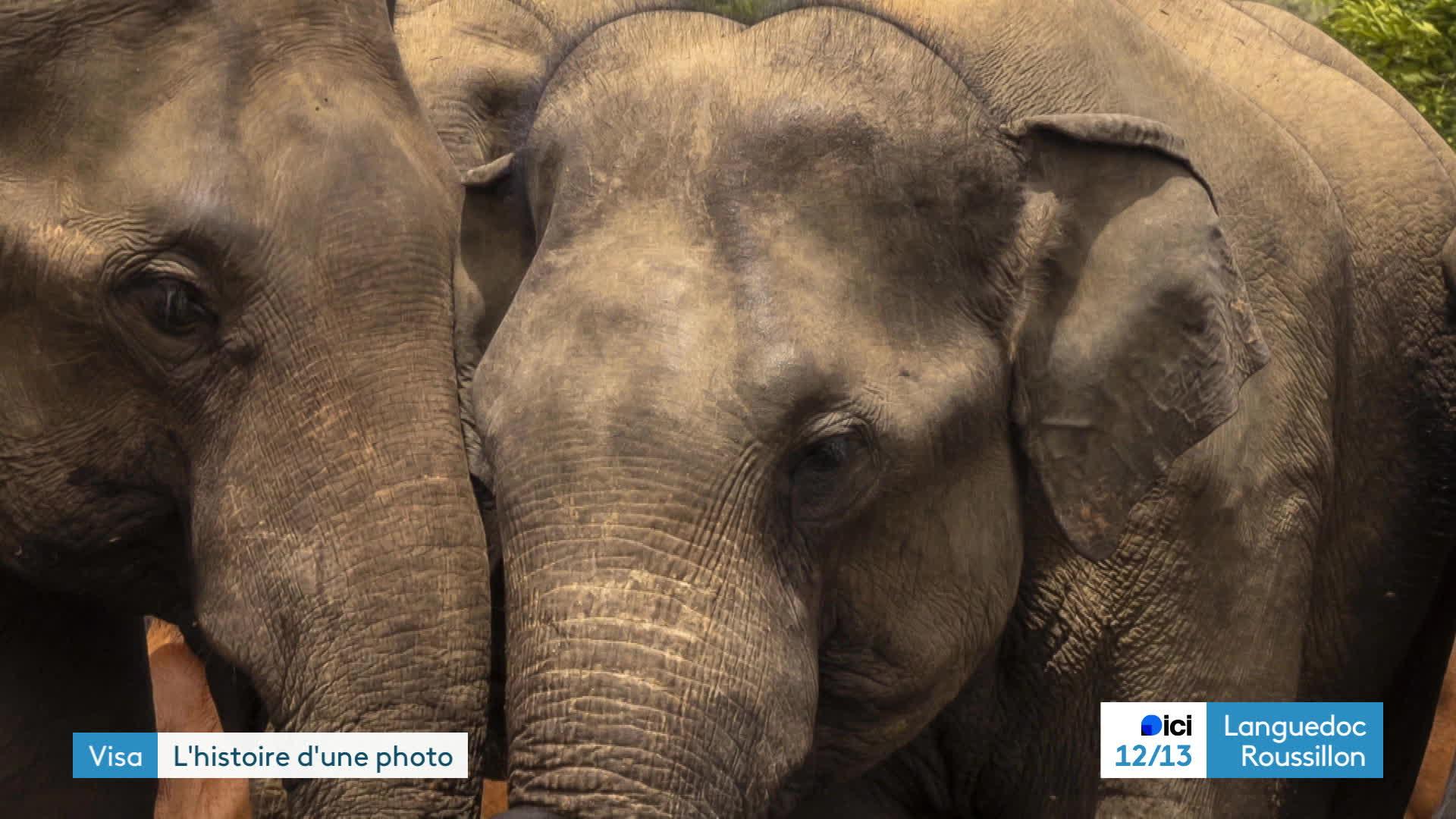 Photo troupeau d'éléphants de Brent Stirton