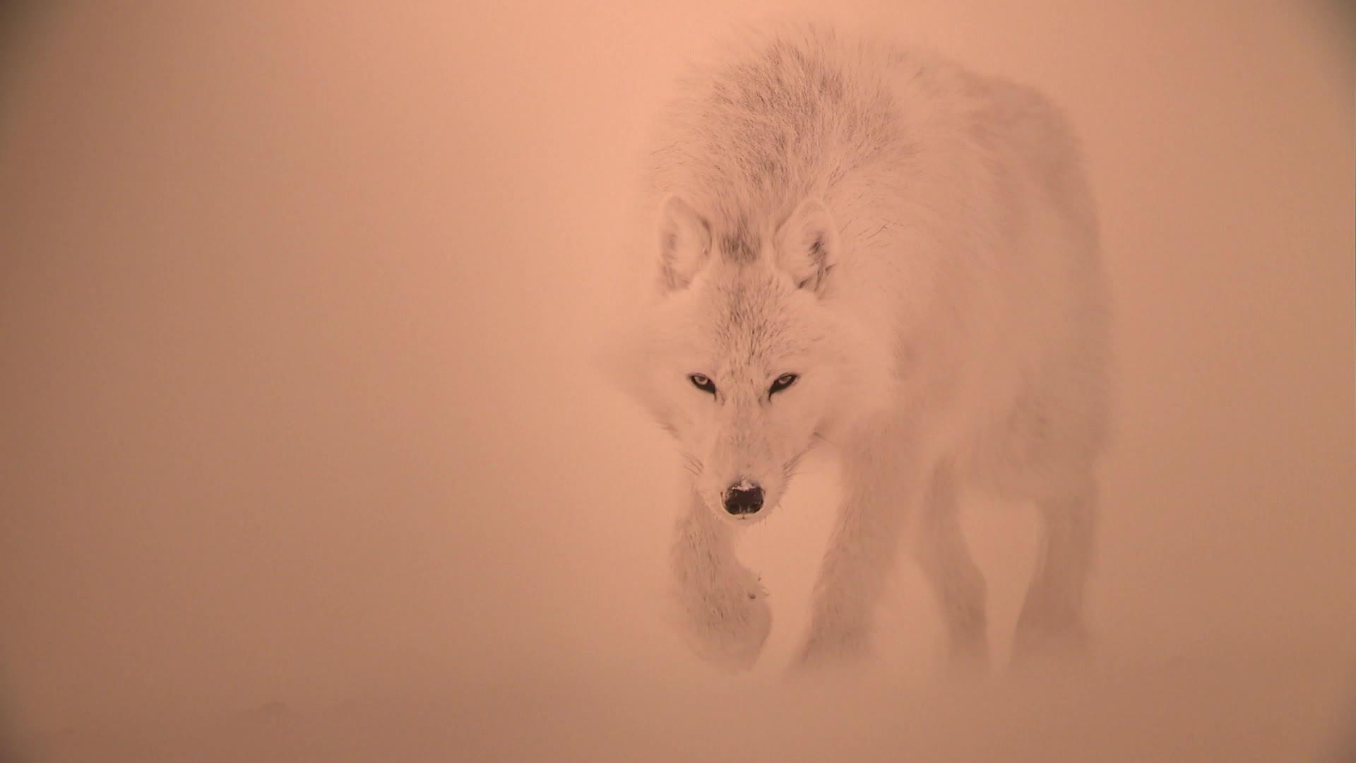 - Vincent Munier