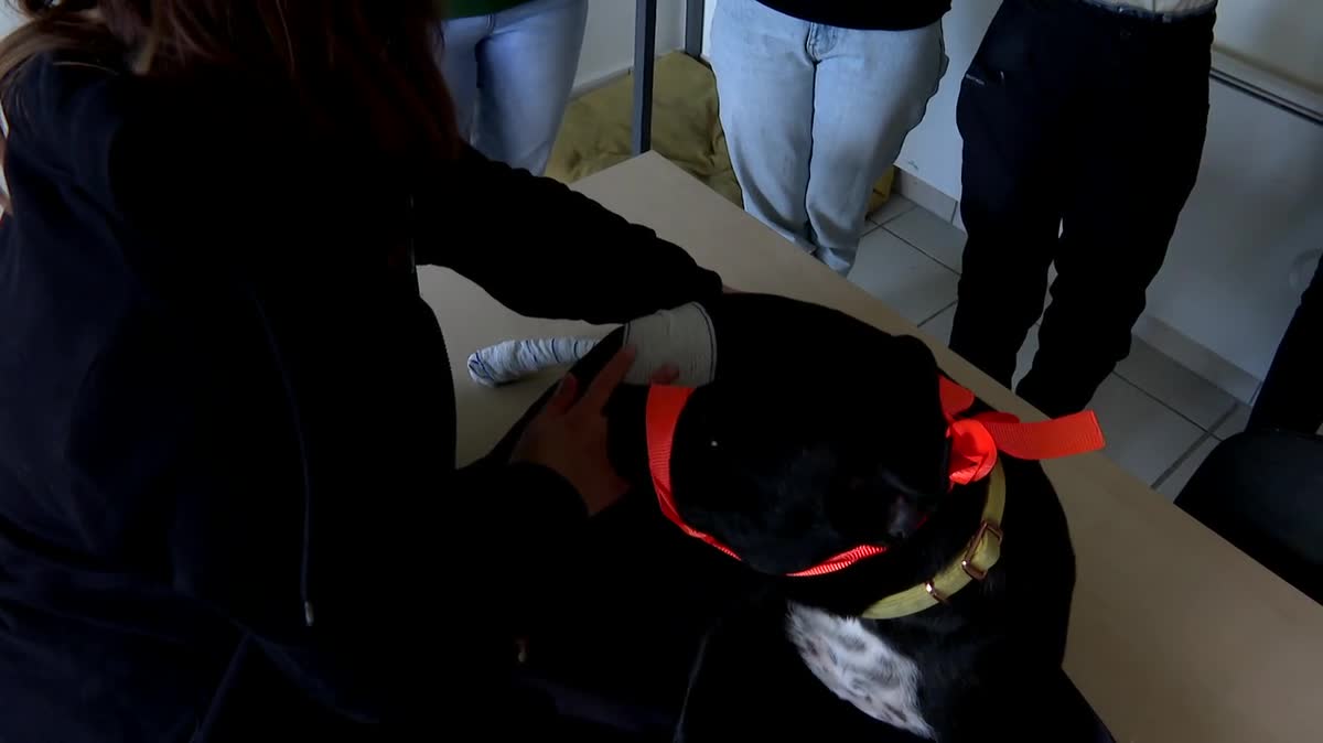 Une formation de sauvetage canin pour apprendre les premiers gestes dans le Calvados.