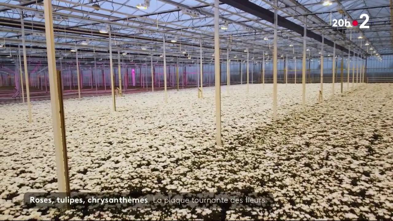 Pays-Bas : les coulisses du marché aux fleurs