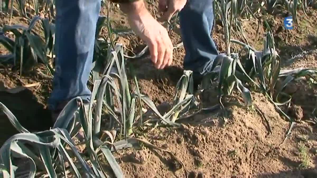 Les légumes ont souffert des gelées