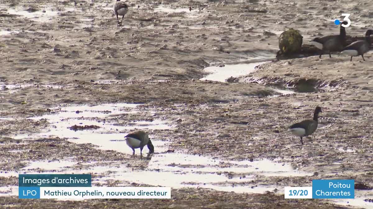 Matthieu Orphelin est le nouveau directeur général de la Ligue de Protection des Oiseaux (LPO), une association environnementale qui compte en France 65.000 adhérents.