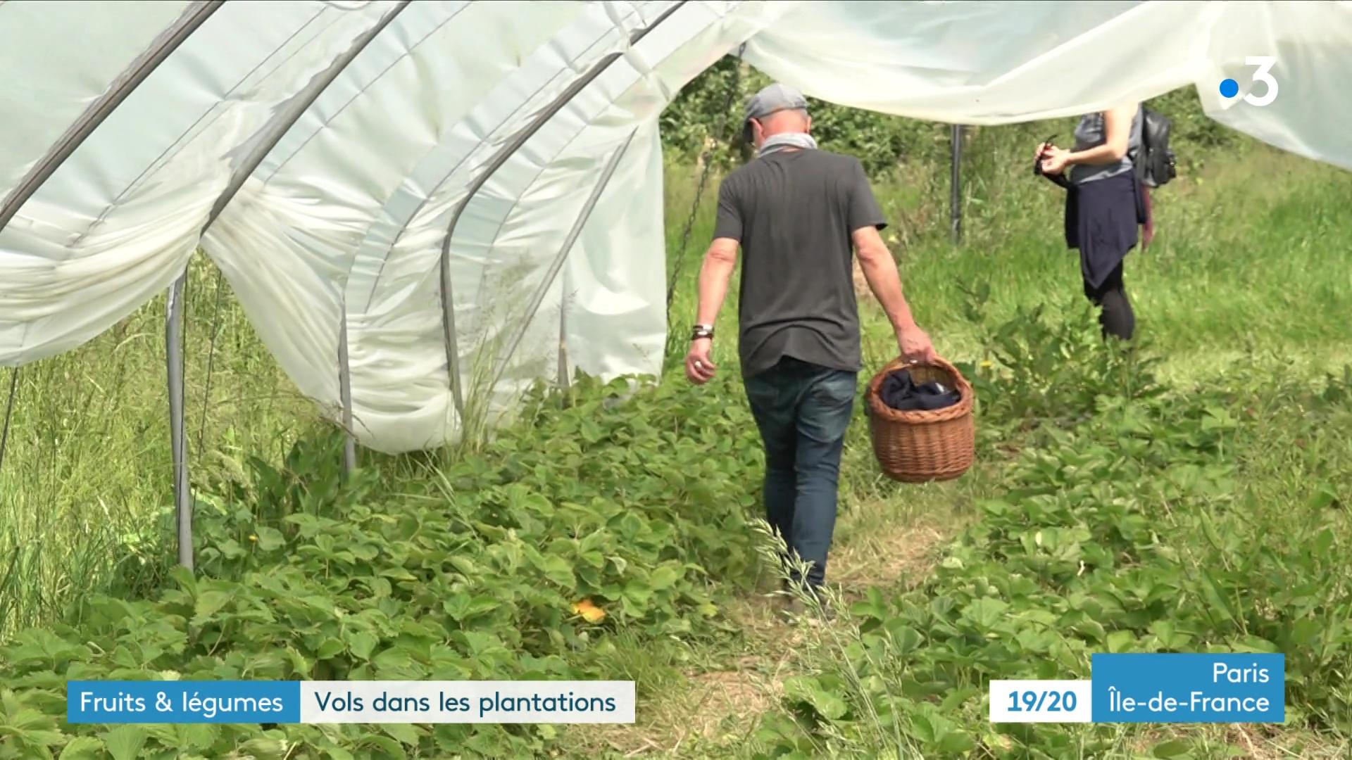 Des voleurs s'introduisent dans des fermes pour dérober des fruits et des légumes