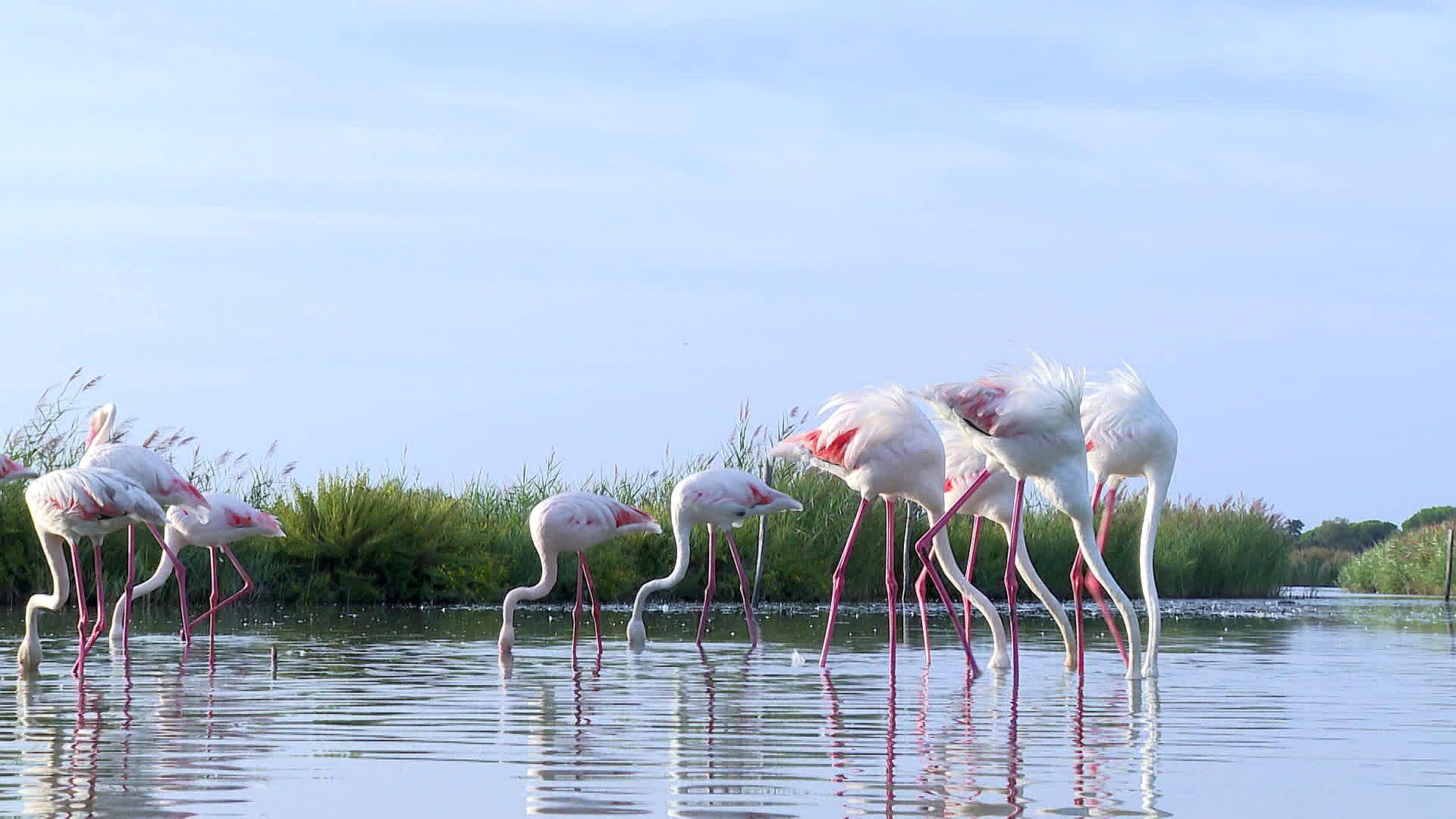 Les flamants roses font étape en Camargue - septembre 2023.