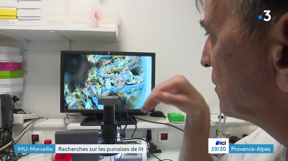 A l'IHU de Marseille, Jean-Michel Bérenger élève les punaises de lit et les passe au microscope. Sur cette image, il montre comment la sexualité débridée du mâle engendre prolifération et résistance aux insecticides.