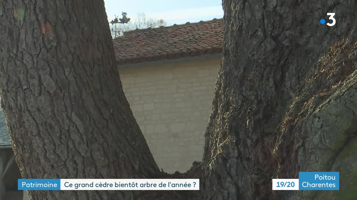 Un cèdre du Liban en lice pour le concours du plan bel arbre du patrimoine français.