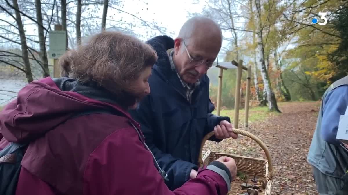 A Ambazac (Haute-Vienne), des passionnés ont suivi une cueillette de champignons guidée afin de prévenir de potentielles intoxications. Le 20 novembre 2022.