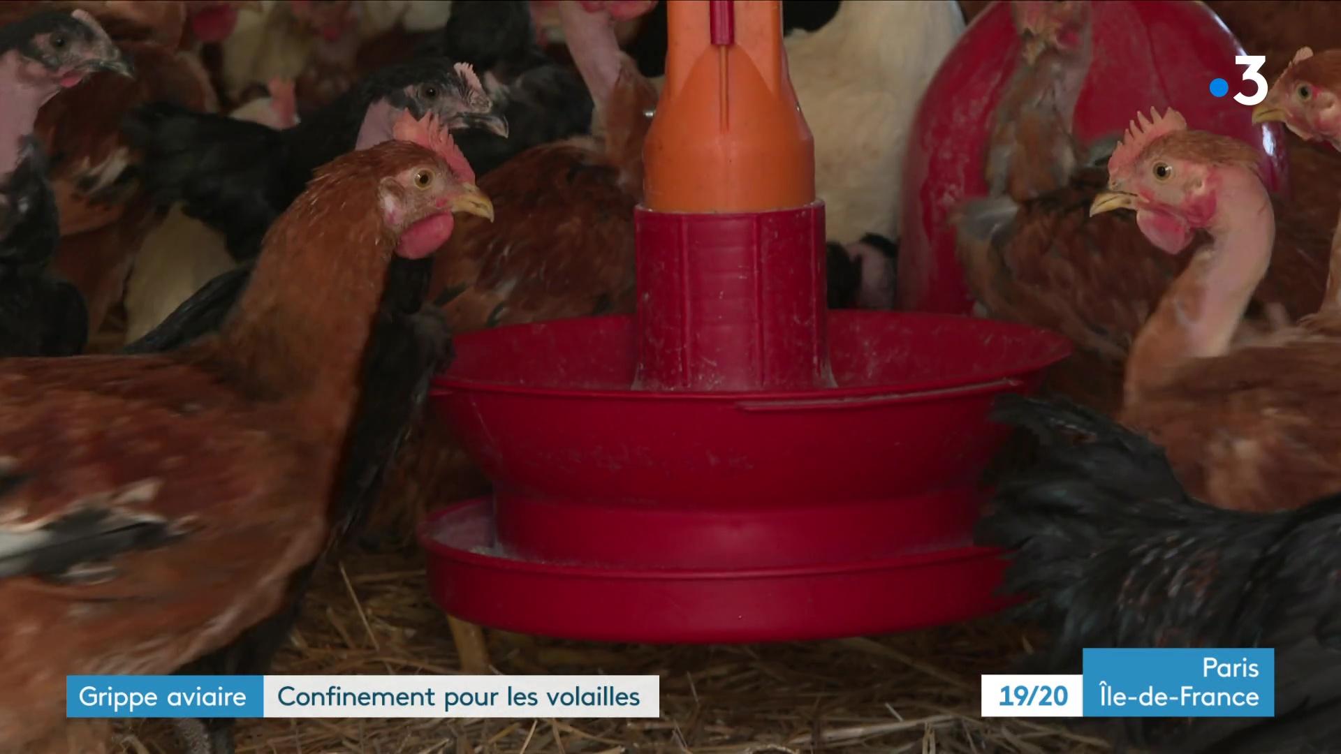 Une poule derrière un grillage - image d'illustration