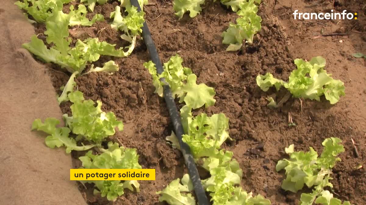 Un potager solidaire géré par la Banque alimentaire pour nourrir les plus démunis.