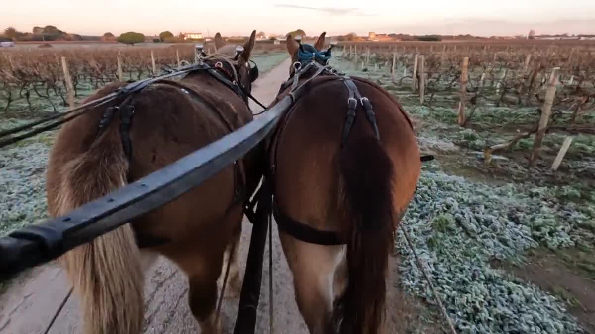 “C’est vachement sympa de voir une roulotte sur un marché de village, ça change un peu le paysage”, sourit un client. La Bigatine permet au couple de créer du lien avec les habitants de l'île d'Oléron.