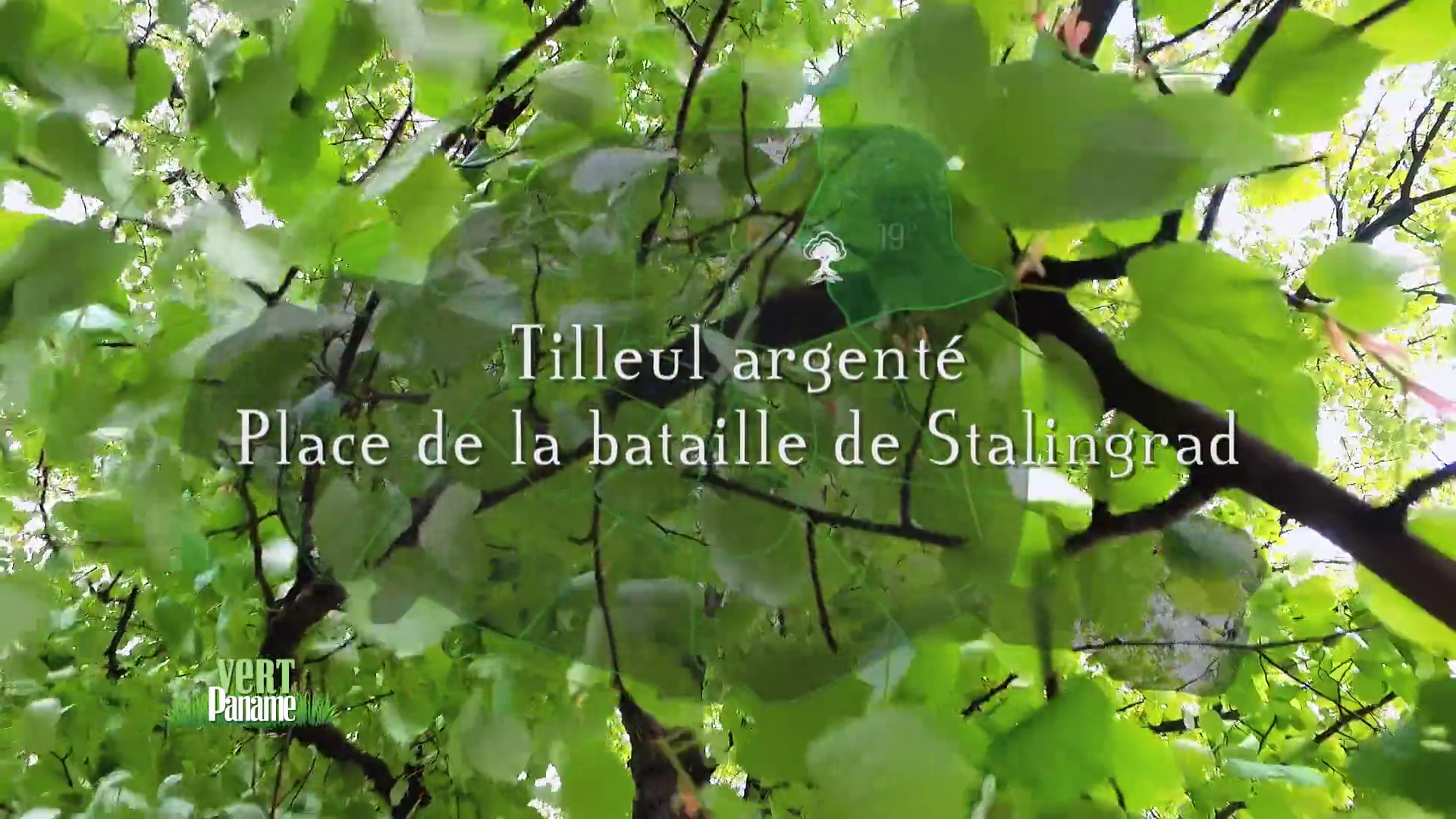 Gros plan de feuilles et de fruits de tilleul