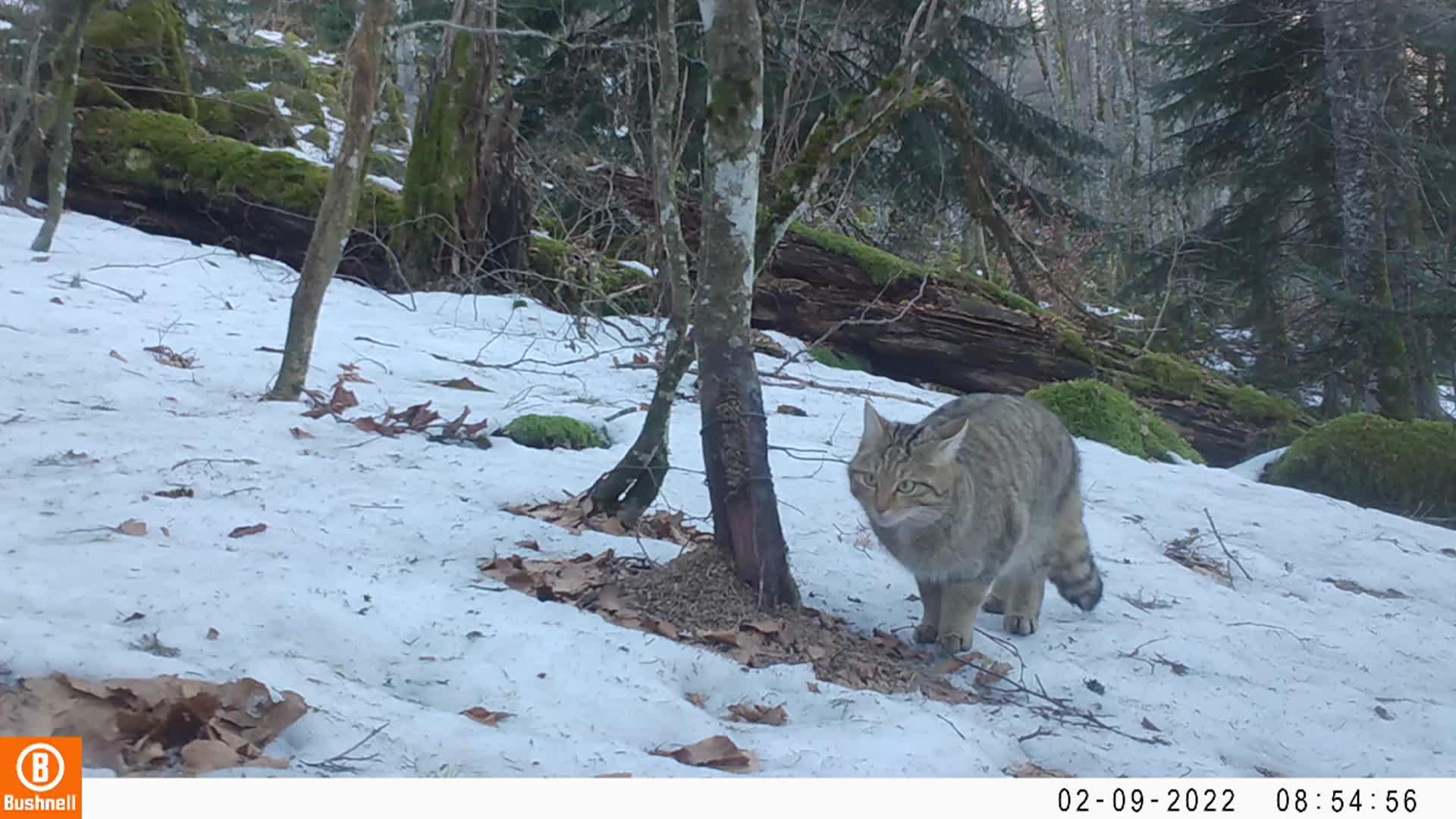 le chat sauvage est présent dans la réserve de Chastreix Sancy.