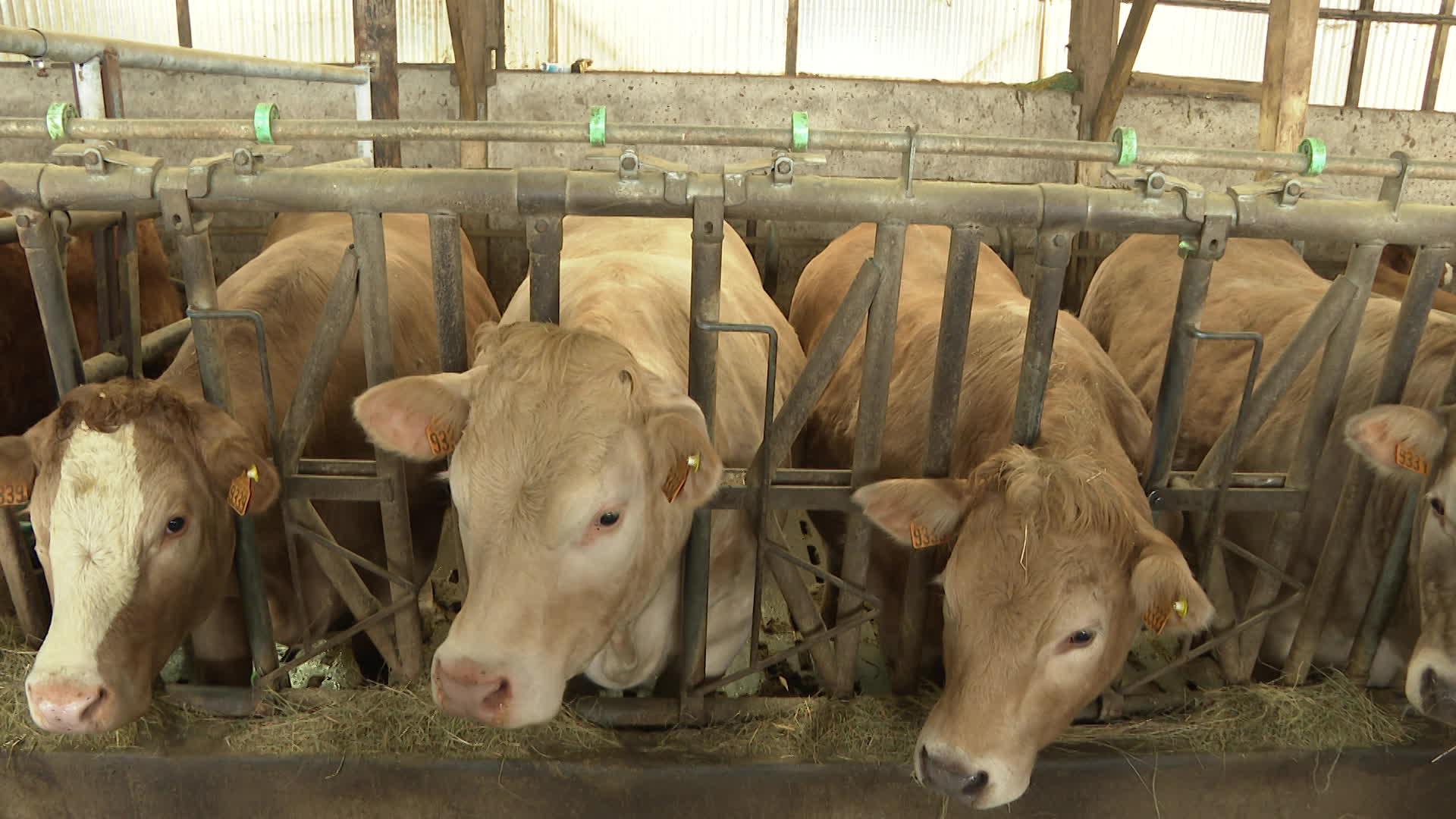 Les génisses sont nourries avec le foin récolté sur la zone de production et c'est lui  qui donne son goût à la viande.