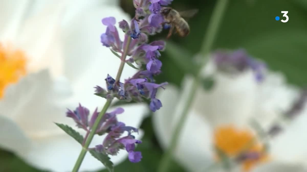 Le jardin du Bagnol à Fromental (Haute-Vienne). Le samedi 3 juin 2023.