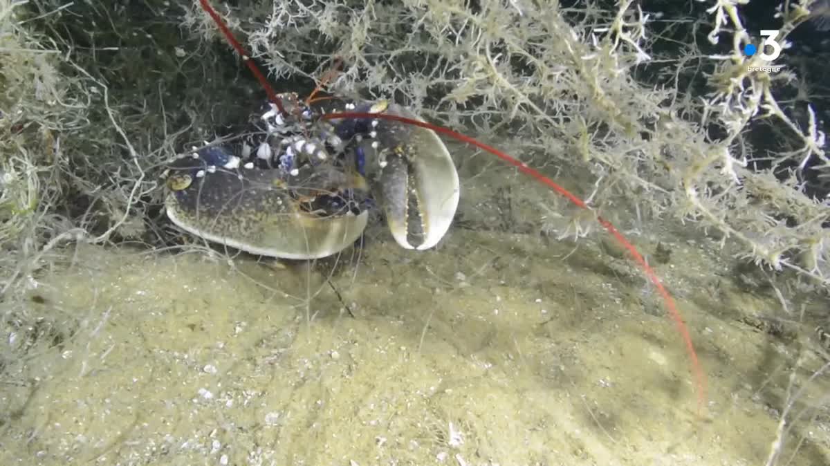 Le Comité Régional des Pêches de Bretagne dresse le bilan de la mission Casper, en vu de débarrasser les fonds marins des bateaux fantômes