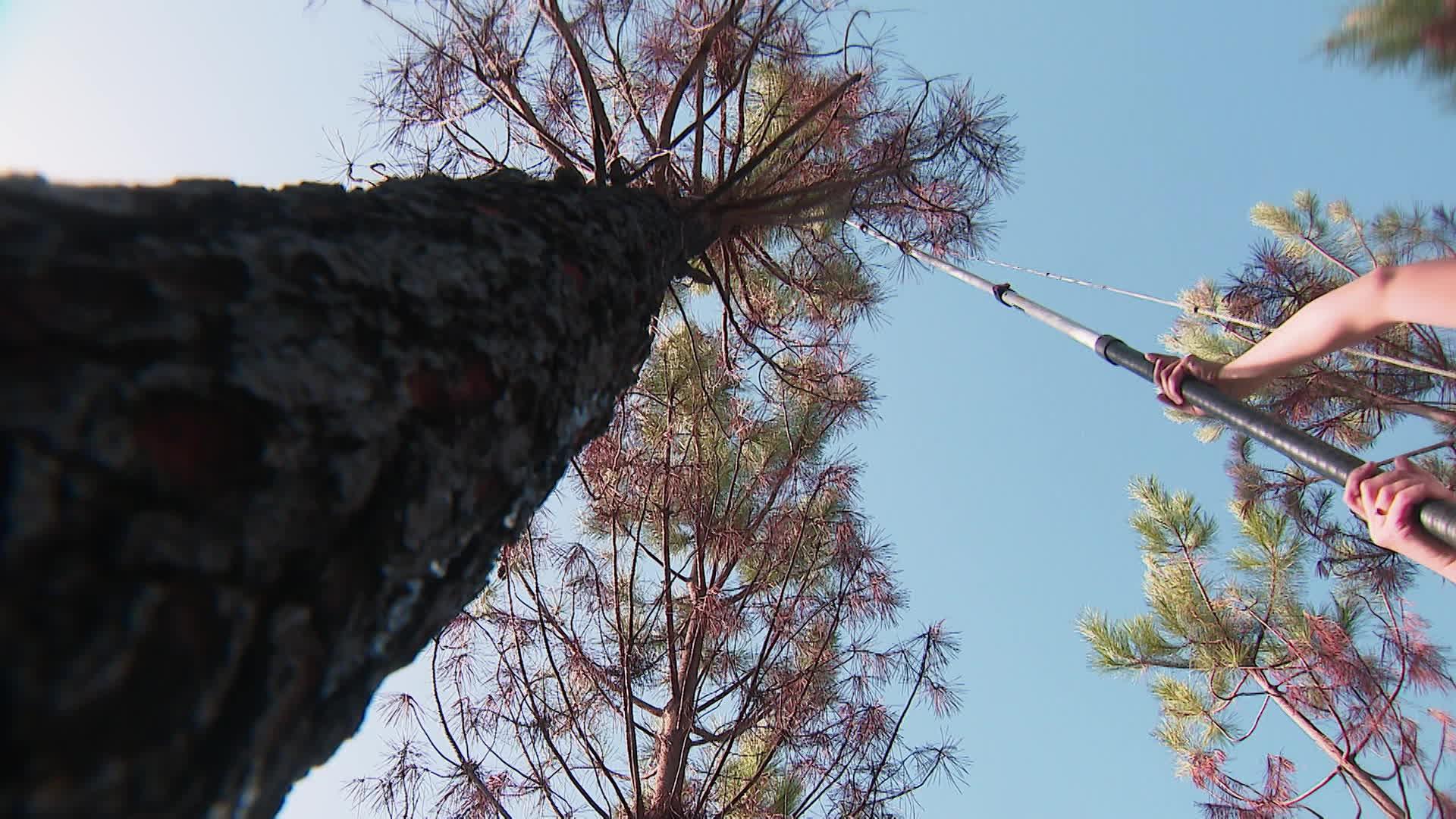 En Gironde, des scientifiques internationaux se livrent à des expérimentations pour imaginer la forêt de demain.