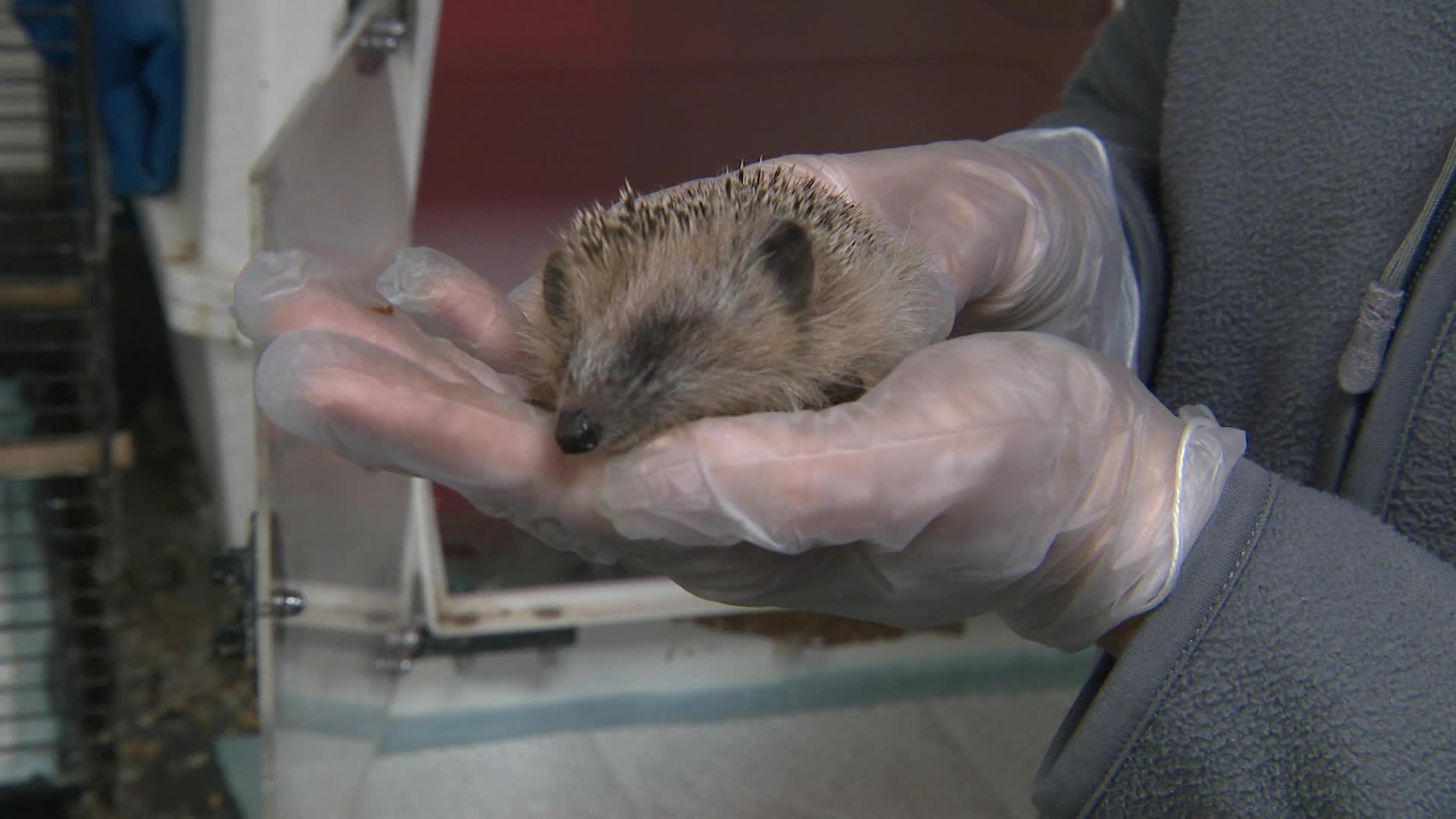 Les hérissons sont des mammifères plutôt nocturnes. Si on en aperçoit en journée, souvent, c’est qu’ils ne vont pas bien. Le premier réflexe à adopter, c’est de contacter un centre de faune sauvage pour les tenir informés.