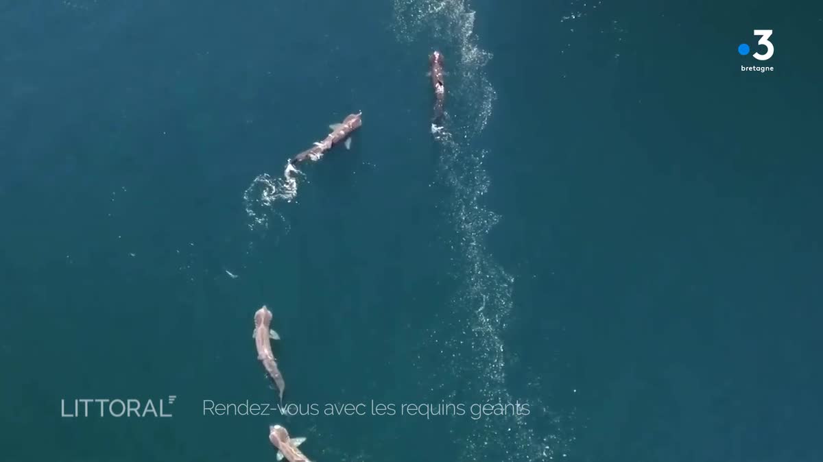 Les eaux de Bretagne offrent un habitat idéal pour les requins pèlerins, leur fournissant une abondance de plancton pour se nourrir.