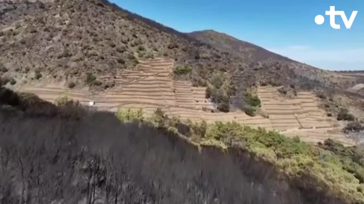 Les collines de Cerbères, commune des Pyrénées-Orientales, ravagées par les flammes ce 16 avril 2023.