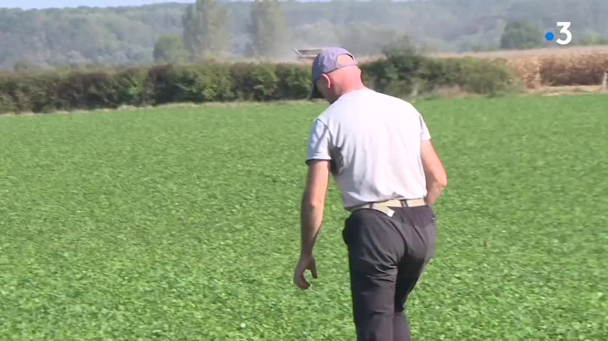 Des trèfles plantés sur une parcelle pour la protéger entre deux cultures.