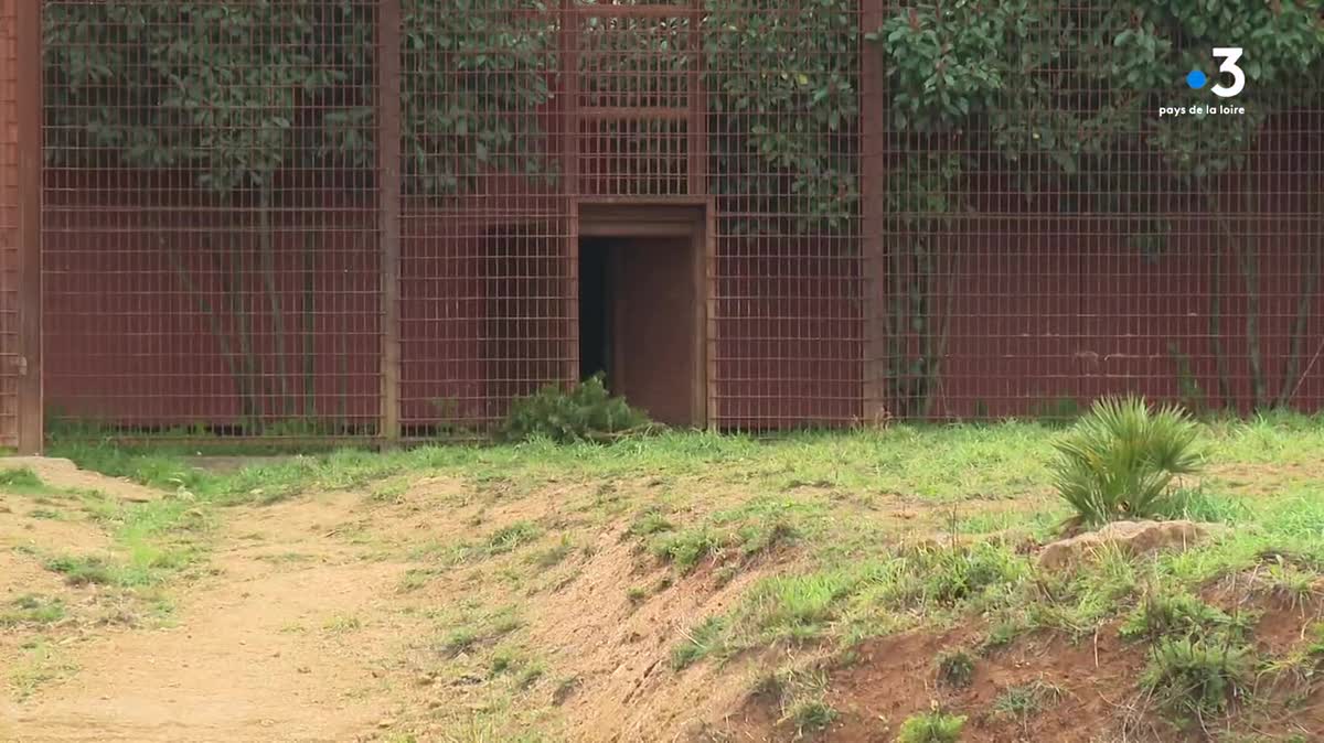 L'an dernier  274 000 visiteurs se sont rendus au bioparc de Doué-la-Fontaine près d'Angers