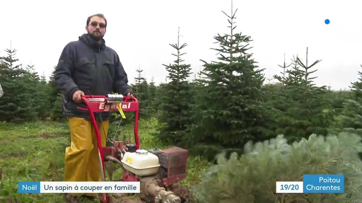 À Frozes, dans la Vienne, on peut choisir et couper son sapin directement dans le champ