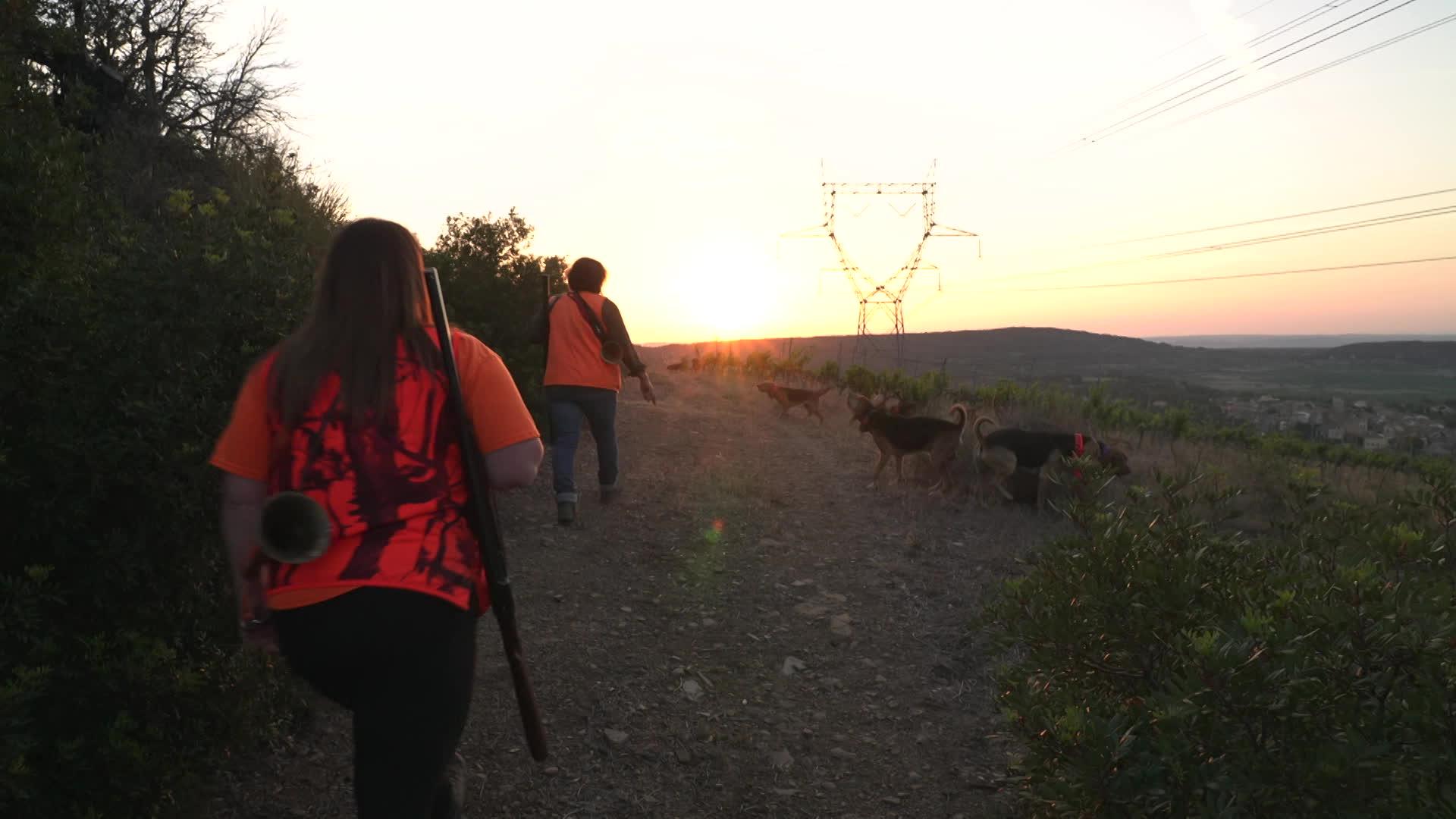 Une battue de sangliers est organisée le samedi 19 août 2023 par des chasseurs près de Neffiès, dans l'Hérault, pour protéger les vignes.