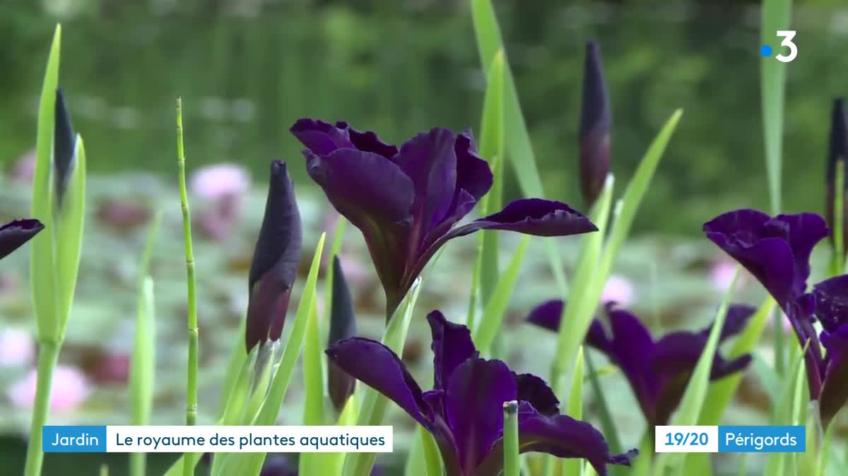 Les jardins d'eau de Carsac-Aillac près de Sarlat