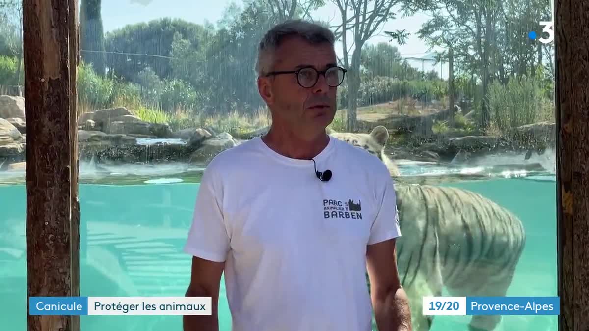 Au zoo de La Barben, le crocodile a sa propre méthode pour affronter la vague de chaleur