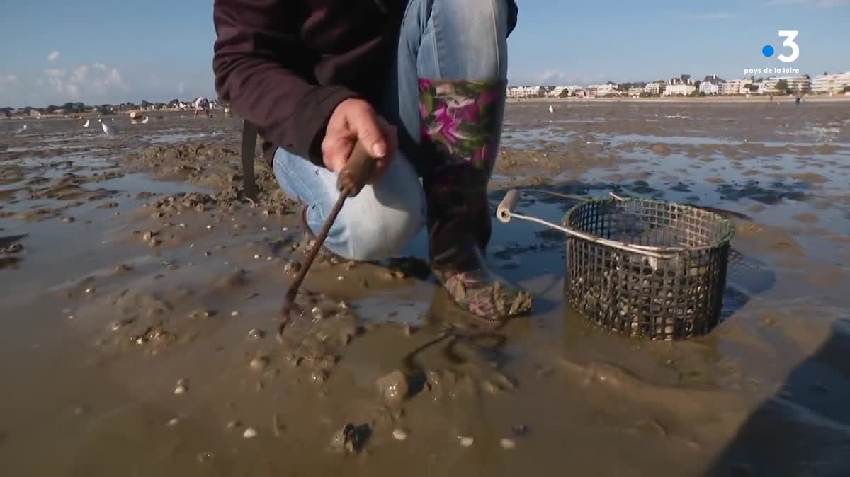La pêche aux coques à nouveau autorisée sur la plage Benoît à La Baule — free download