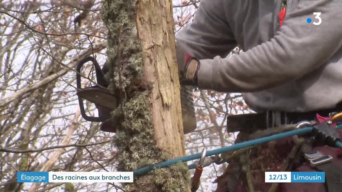 L'entreprise "Des Racines et des branches" affiche un CA de 2,5 millions d'euros